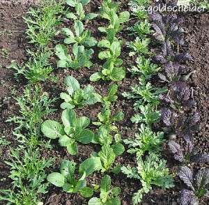 Asia-Salate im Garten.