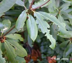 Frassschäden an Rhododendron durch Dickmaulrüssler