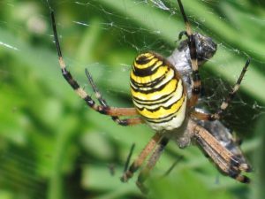 Spinne mit Beute