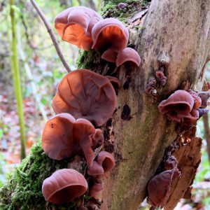 Judasohr- Auricularia auricula-judae