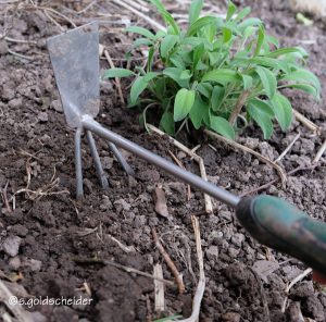 Lockern mit Handhacke