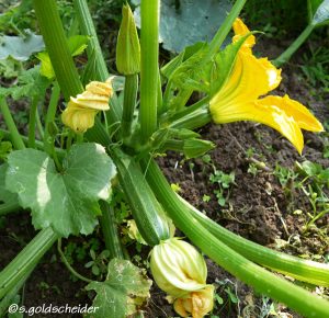 Zucchini sind ein ergiebiges frühes Gemüse