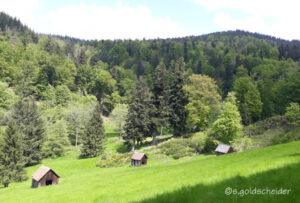 Grünland Naturstandort